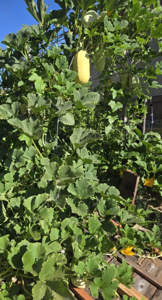 A large cattle panel acts as the base for a very full and healthy spaghetti squash plant that has overgrown the panel as squash hang down in various places.