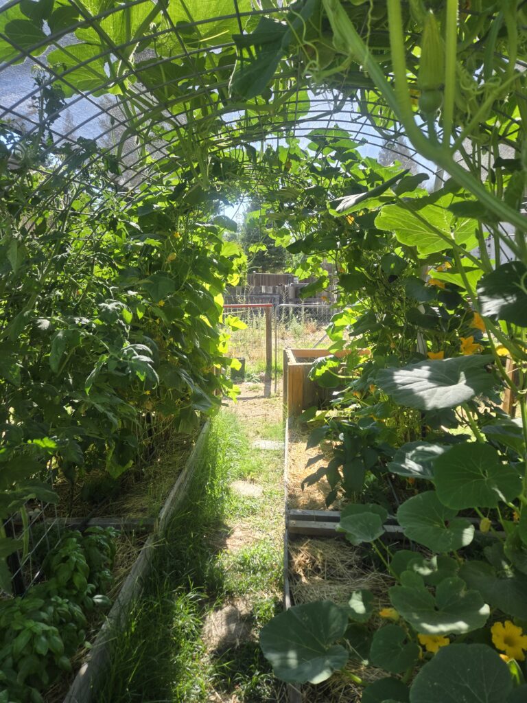 looking through a garden trellis full of vegetable plants growing on them