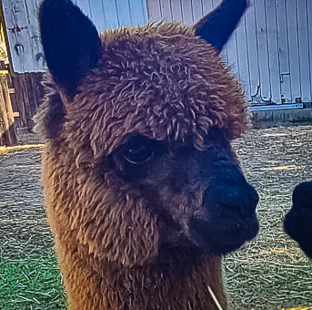 Maki the Alpaca